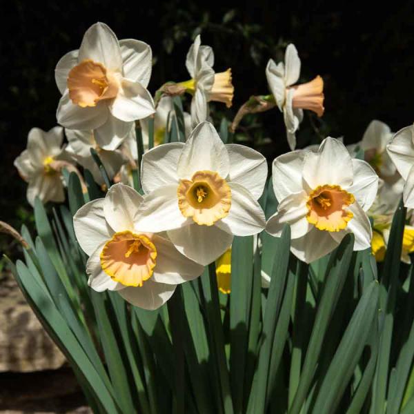 Bulbes à fleurs à planter à l'automne - Narcisse Salome (x5) - face recto